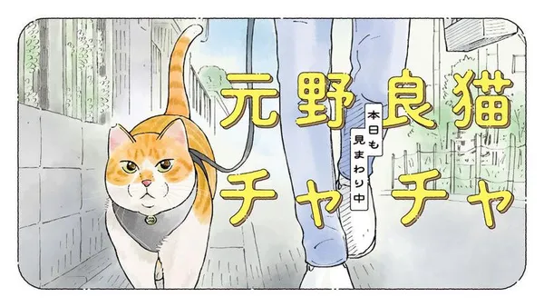 元野良猫チャチャ 本日も見まわり中